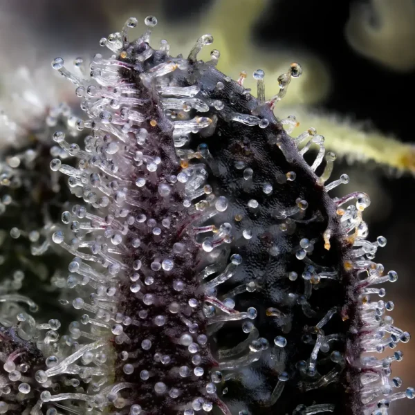 Blue Dream Feminizada - Barney's Farm - Imagem 2