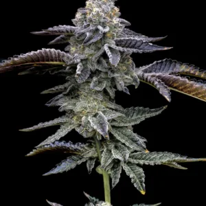 Blue Dream Feminizada - Barney's Farm