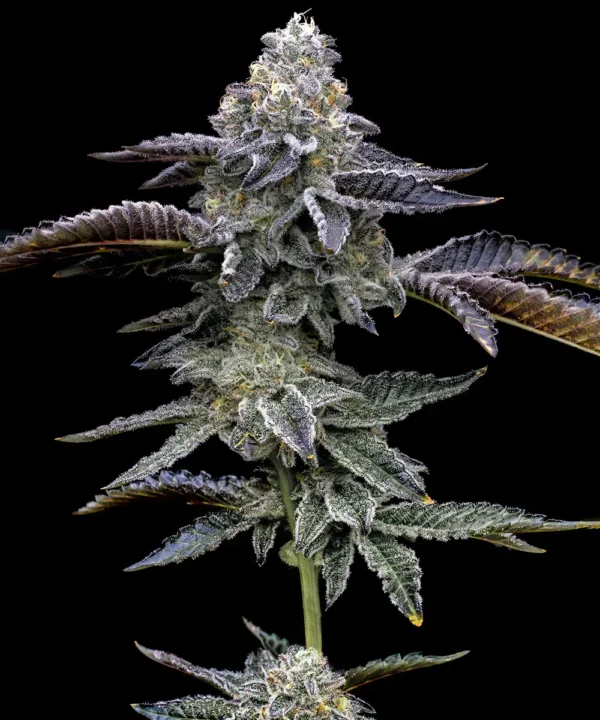 Blue Dream Feminizada - Barney's Farm