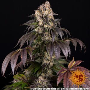 Girl Scout Cookies Feminizada - Barney's Farm