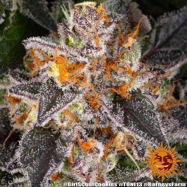 Girl Scout Cookies Feminizada - Barney's Farm - Imagem 2
