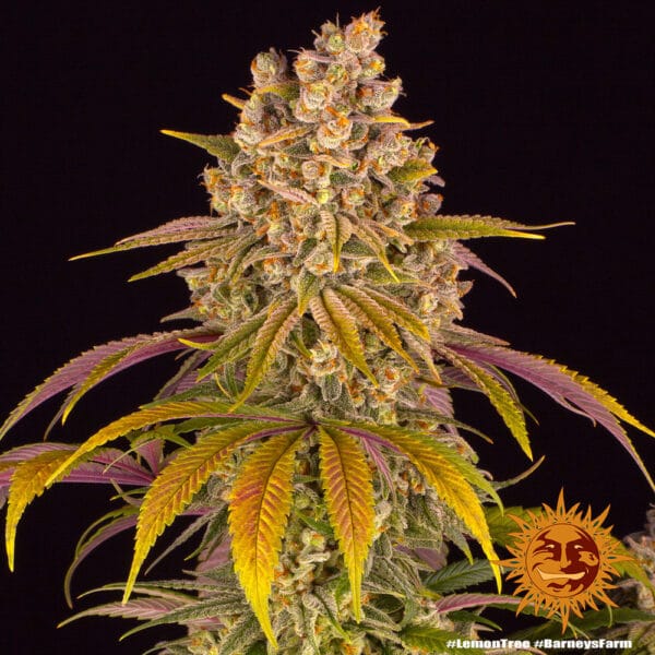 Lemon Tree Feminizada - Barney's Farm - Imagem 2