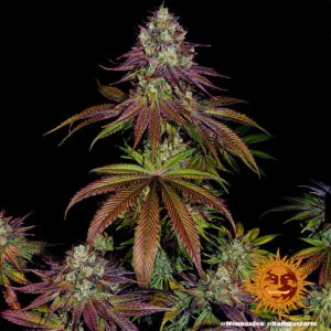 Mimosa Evo Feminizada - Barney's Farm