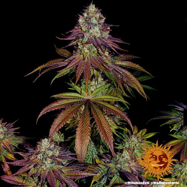 Mimosa Evo Feminizada - Barney's Farm