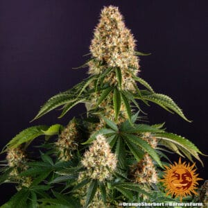 Orange Sherbert Feminizada - Barney's Farm