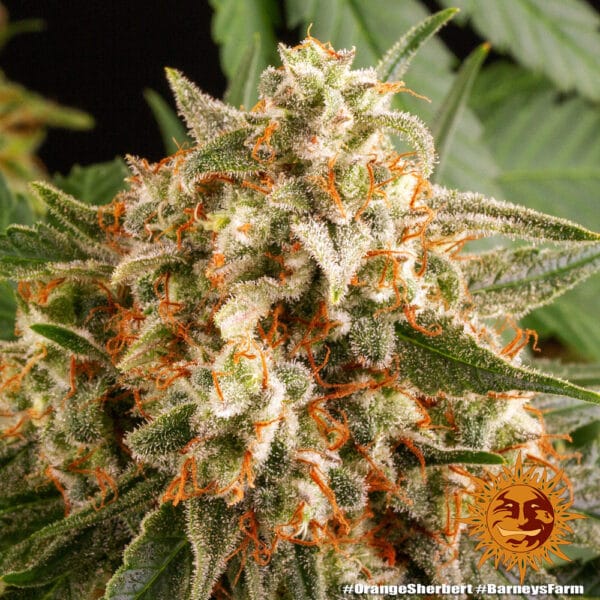 Orange Sherbert Feminizada - Barney's Farm - Imagem 3