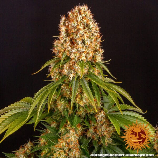Orange Sherbert Feminizada - Barney's Farm - Imagem 2