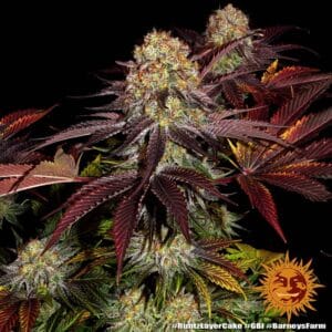 Runtz x Layer Cake Feminizada - Barney's Farm