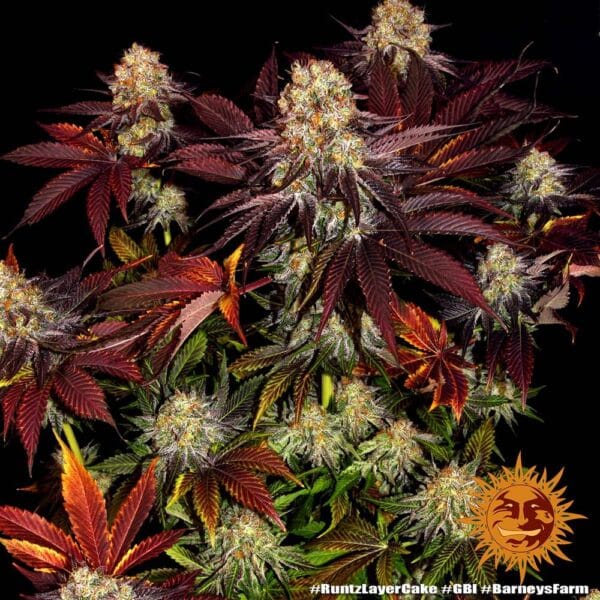 Runtz x Layer Cake Feminizada - Barney's Farm - Imagem 4