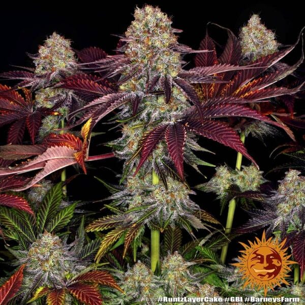 Runtz x Layer Cake Feminizada - Barney's Farm - Imagem 3