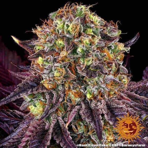 Runtz x Layer Cake Feminizada - Barney's Farm - Imagem 2