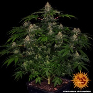 Shiskaberry Feminizada - Barney's Farm