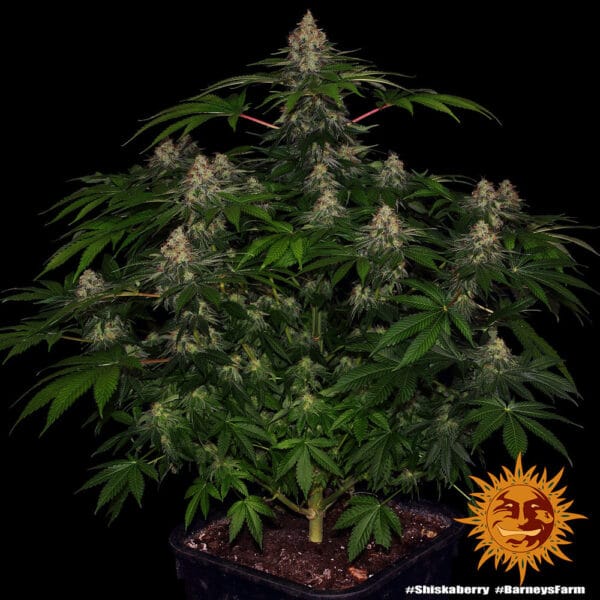 Shiskaberry Feminizada - Barney's Farm