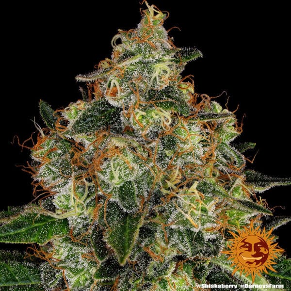 Shiskaberry Feminizada - Barney's Farm - Imagem 3