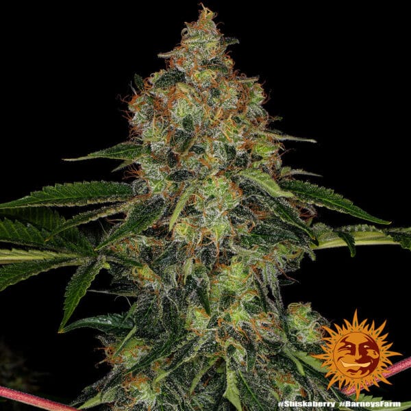 Shiskaberry Feminizada - Barney's Farm - Imagem 2