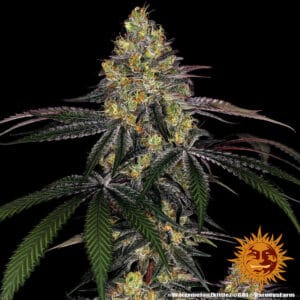 Watermelon Z Feminizada - Barney's Farm
