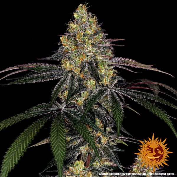 Watermelon Z Feminizada - Barney's Farm