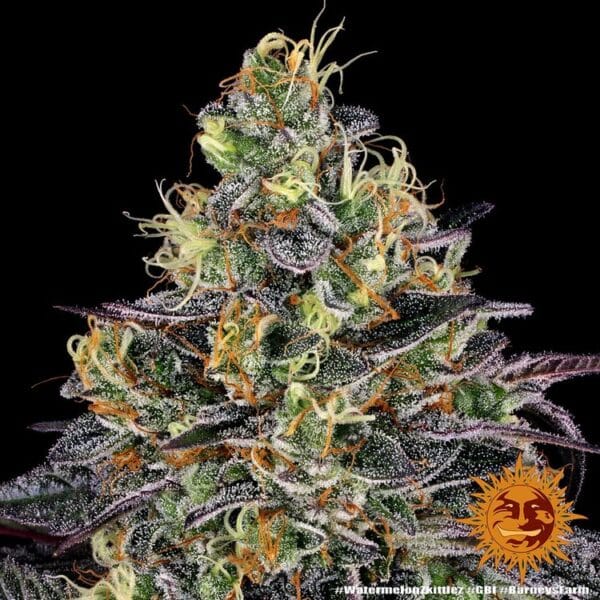 Watermelon Z Feminizada - Barney's Farm - Imagem 2