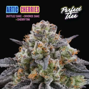 Arctic Cherries Feminizada - Perfect Tree