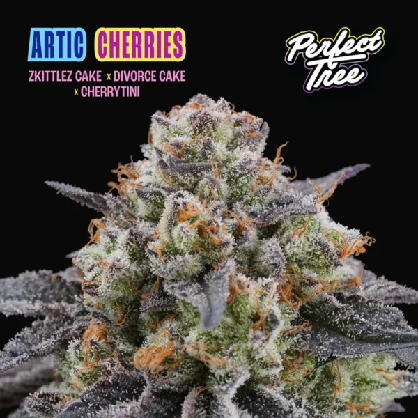 Arctic Cherries Feminizada - Perfect Tree