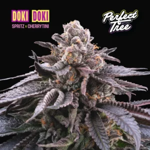 Doki Doki Feminizada - Perfect Tree