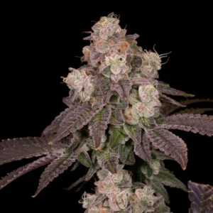 Moonbow 112 IX - Archive Seed Bank