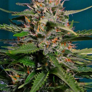 Auto Pineapple Express - G13 Labs