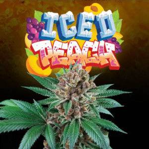 Iced Peach - Perfect Tree