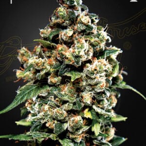 Jack Herer - Green House Seed Co