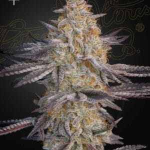 Super Lemon Haze x RS11 - Green House Seed Co