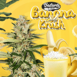 Banana Candy Krush - T.H Seeds