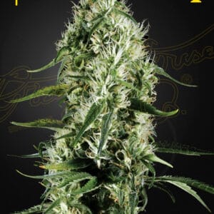 Super Silver Haze - Green House Seed Co