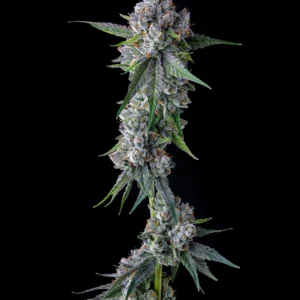 Trillianz - Compound Genetics