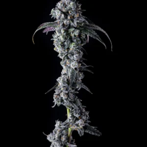 UK Riot - Compound Genetics