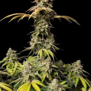 Forbidden Bananaz – Zmoothiez