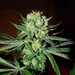 Sour Silverback - KARMA GENETICS