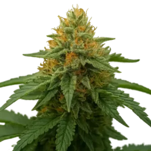 24 K Gold (Kosher Tangie) - DNA Genetics