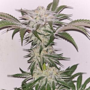 Hindu Runtz - KARMA GENETICS