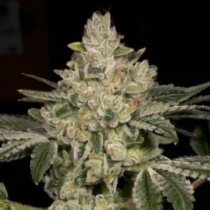 Hast Blast - Archive Seed Bank