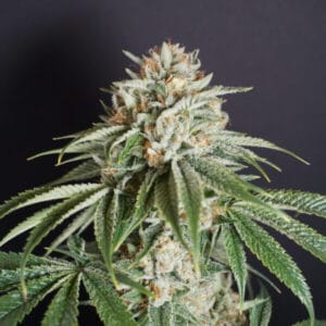 Melo Rado - KARMA GENETICS