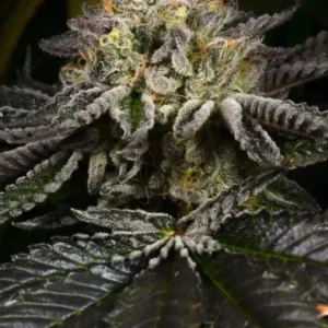 Purp Skurp - Archive Seed Bank