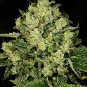 Trunk Funk - Archive Seed Bank