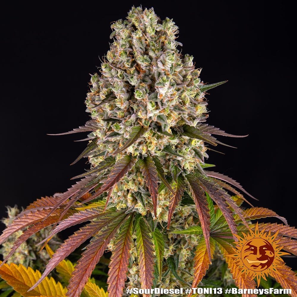 Sour Diesel Feminizada - Barney's Farm - Imagem 2