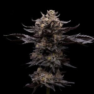 Chupacabra - Ziplock Seeds