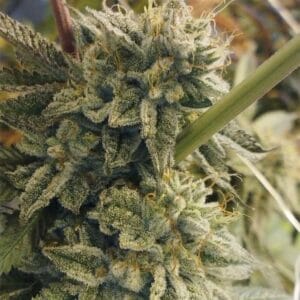 Sour Power - Hortilab