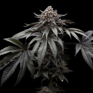 Direwolf - Ziplock Seeds