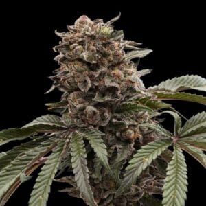 Hawaiian Mist - Ziplock Seeds