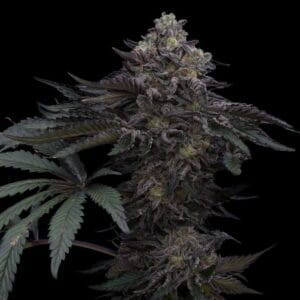 Lazer Wolf BX - Ziplock Seeds